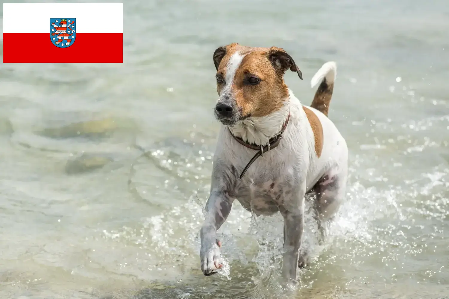 Read more about the article Dán-svéd farmkutyatenyésztők és kölykök Türingiában