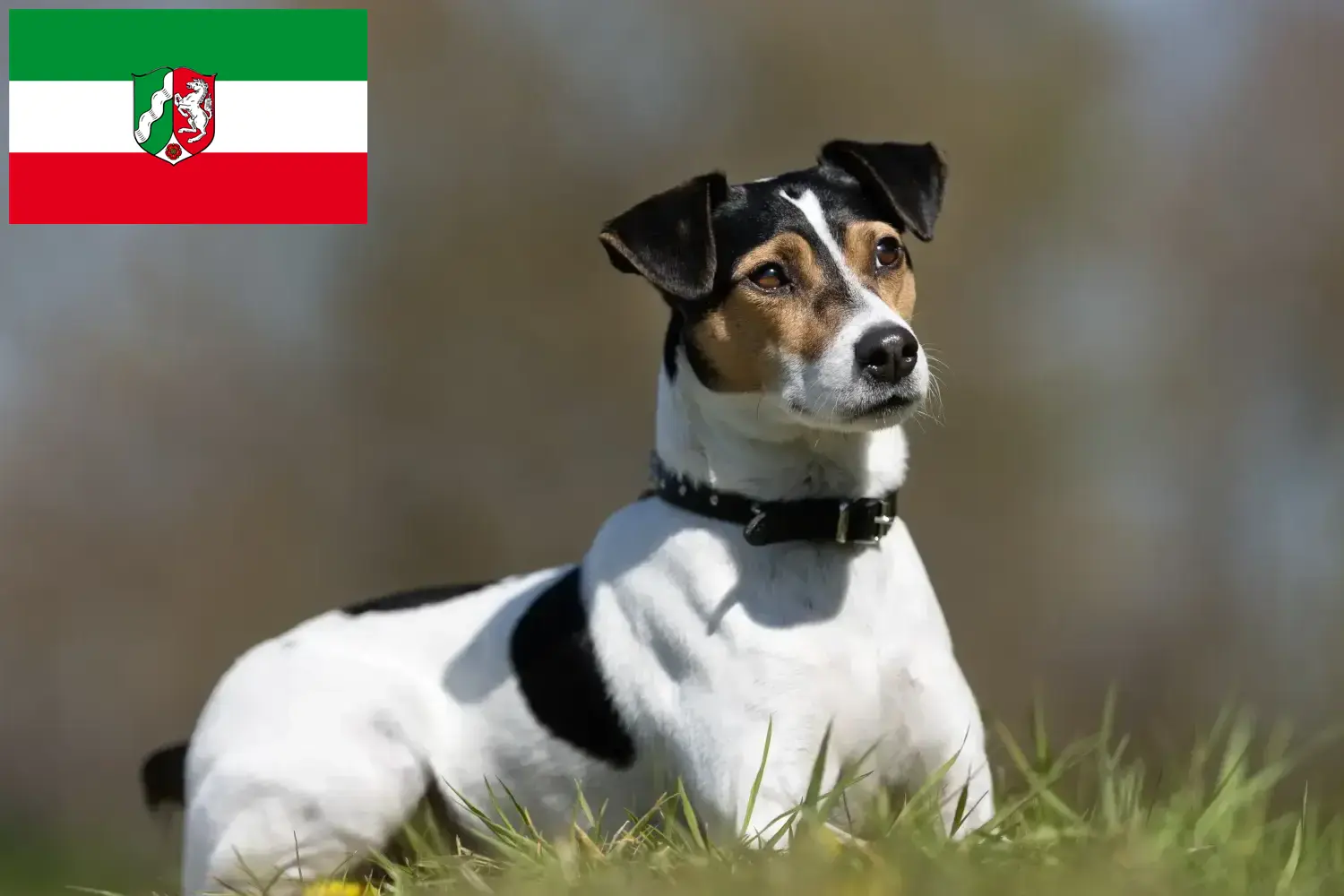 Dán-svéd farmkutyakölykök és tenyésztők Észak-Rajna-Vesztfália Itt talál dán-svéd farmkutyatenyésztőket Észak-Rajna-Vesztfália területén.