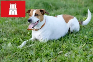 Read more about the article Dán-svéd farmkutyatenyésztők és kölykök Hamburgban