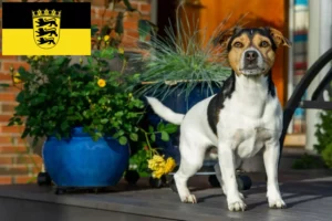 Read more about the article Dán-svéd farmkutyatenyésztők és kölykök Baden-Württembergben
