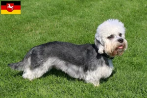 Read more about the article Dandie Dinmont Terrier tenyésztők és kiskutyák Alsó-Szászországban