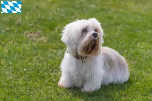 Read more about the article Dandie Dinmont Terrier tenyésztők és kölykök Bajorországban
