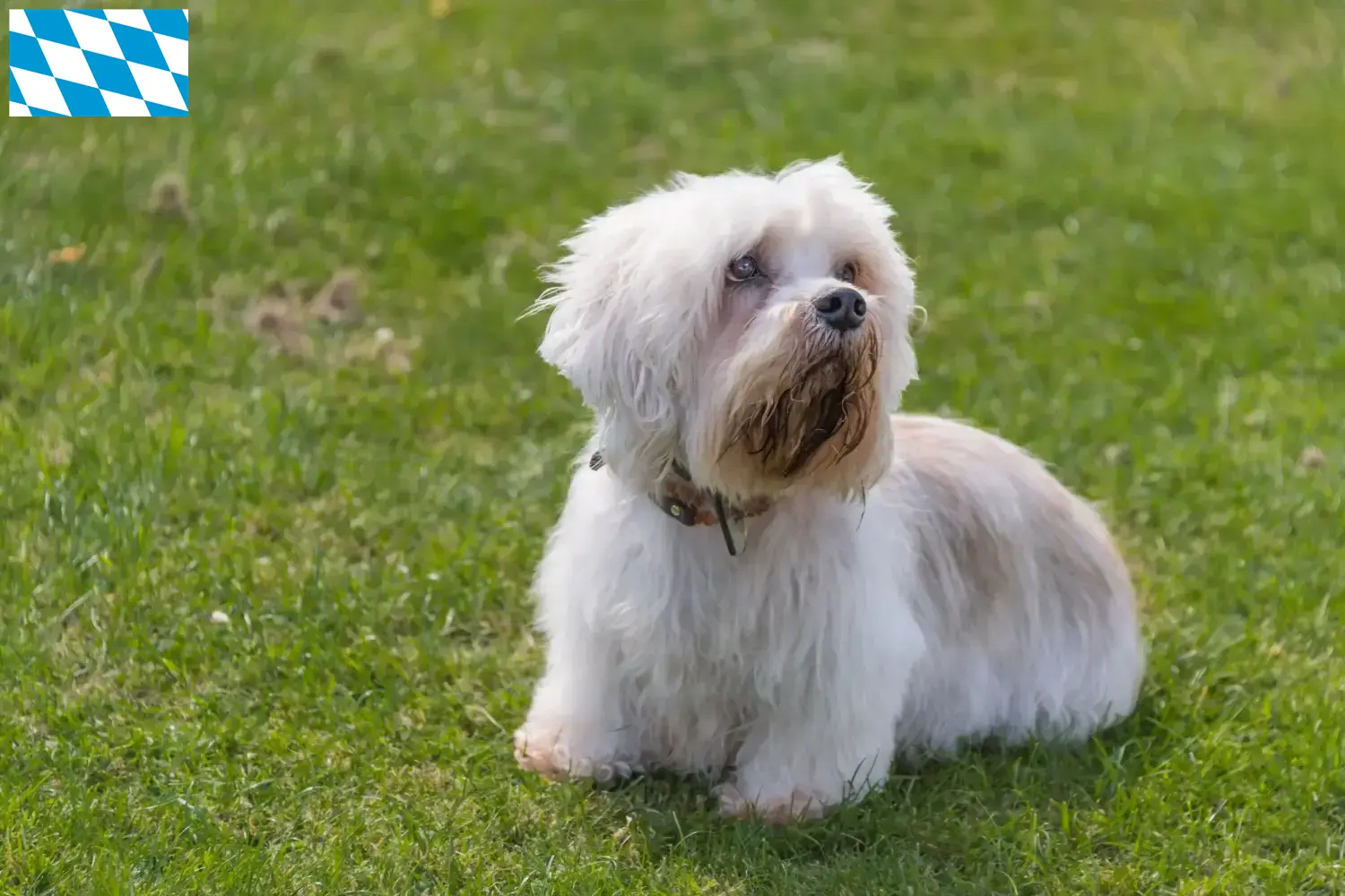 Read more about the article Dandie Dinmont Terrier tenyésztők és kölykök Bajorországban