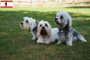 Read more about the article Dandie Dinmont Terrier tenyésztők és kölykök Berlinben