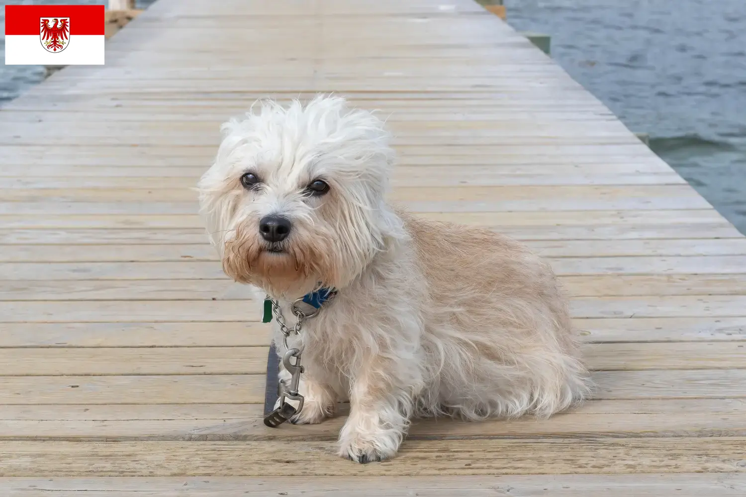 Dandie Dinmont Terrier kölykök és tenyésztők Brandenburg tartományban Brandenburgi Dandie Dinmont Terrier tenyésztőket itt találsz.