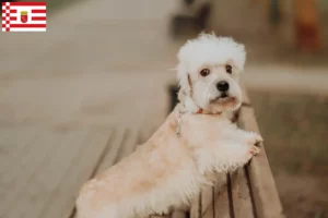 Read more about the article Dandie Dinmont Terrier tenyésztők és kölykök Brémában