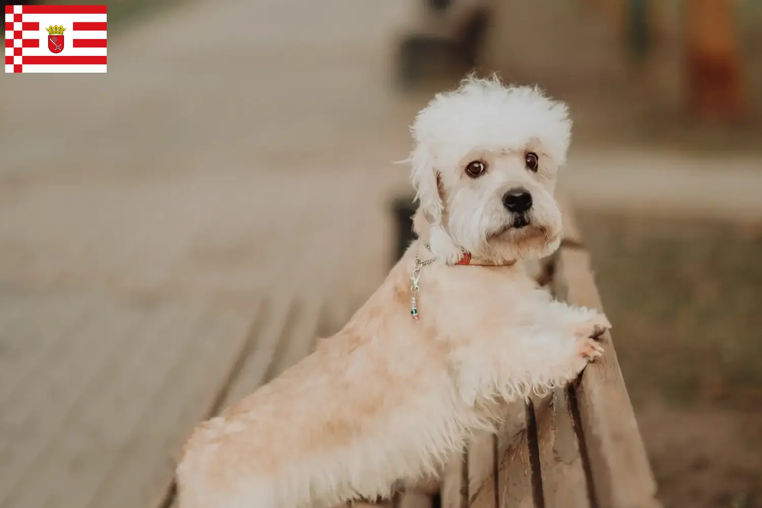 Dandie Dinmont Terrier kölykök és tenyésztők Bremen Itt találsz Dandie Dinmont Terrier tenyésztőket Brémában.