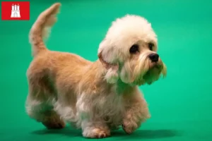 Read more about the article Dandie Dinmont Terrier tenyésztők és kölykök Hamburgban