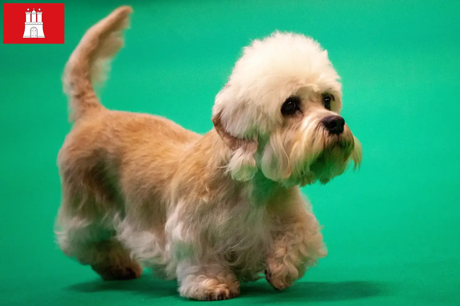 Dandie Dinmont Terrier kölykök és tenyésztők Hamburg Dandie Dinmont Terrier tenyésztőket Hamburgban itt találsz.