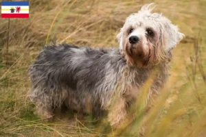 Read more about the article Dandie Dinmont Terrier tenyésztők és kölykök Mecklenburg-Vorpommern tartományban