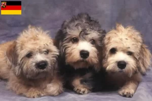 Read more about the article Dandie Dinmont Terrier tenyésztők és kölykök Rajna-vidék-Pfalzban