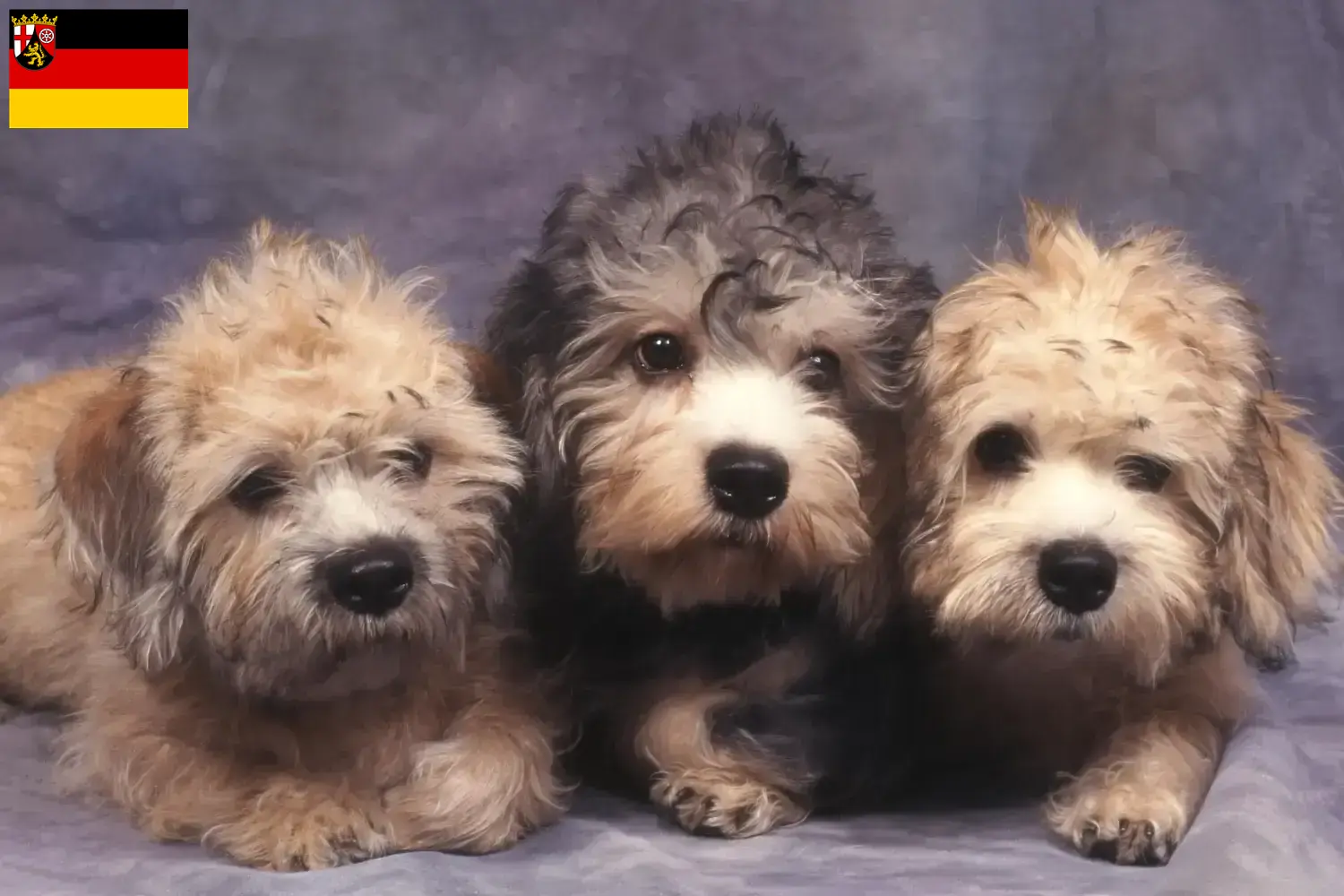 Dandie Dinmont Terrier kiskutyák és tenyésztők Rajna-vidék-Pfalz Rajna-vidék-Pfalz-i Dandie Dinmont Terrier tenyésztőket itt találsz.