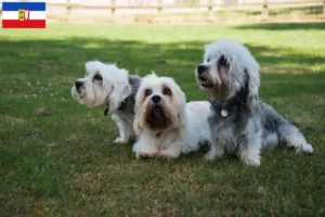 Read more about the article Dandie Dinmont Terrier tenyésztők és kiskutyák Schleswig-Holstein tartományban