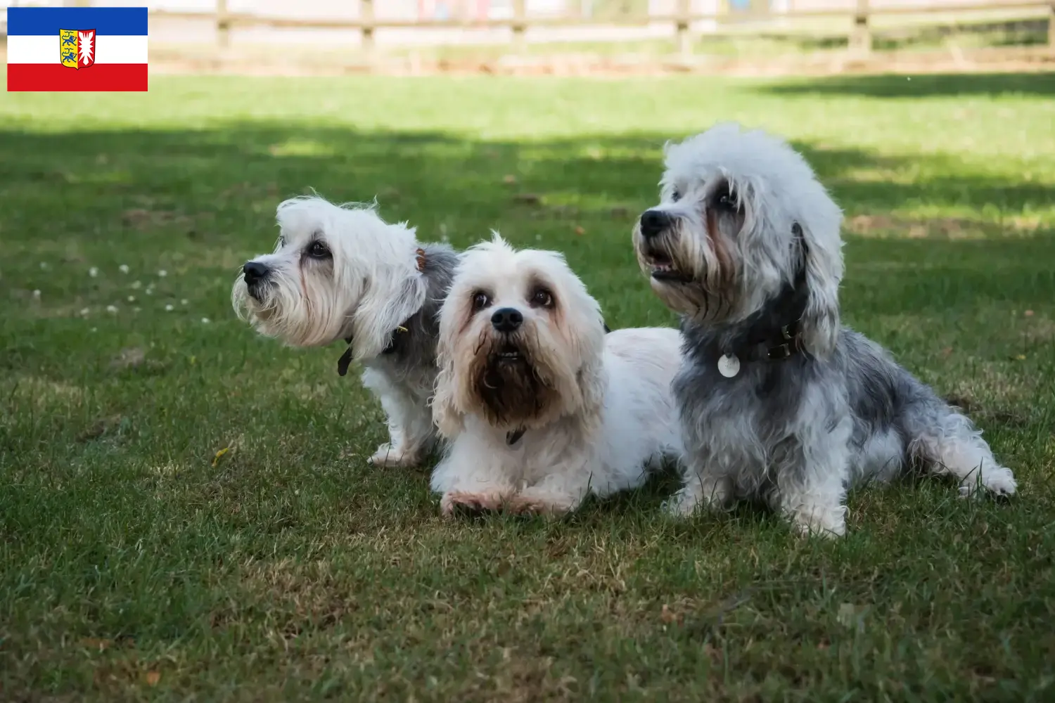 Read more about the article Dandie Dinmont Terrier tenyésztők és kiskutyák Schleswig-Holstein tartományban