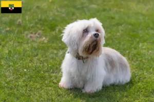 Read more about the article Dandie Dinmont Terrier tenyésztők és kölykök Szász-Anhaltban