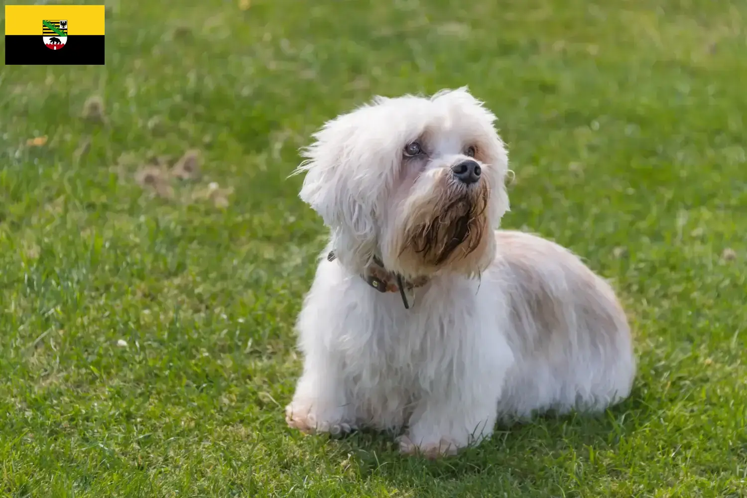 Read more about the article Dandie Dinmont Terrier tenyésztők és kölykök Szász-Anhaltban