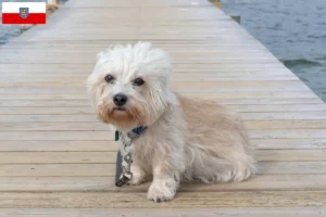 Read more about the article Dandie Dinmont Terrier tenyésztők és kölykök Türingiában