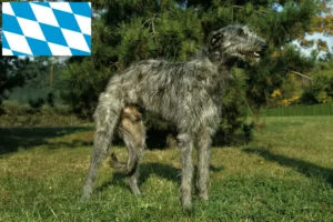 Read more about the article Deerhound tenyésztők és kiskutyák Bajorországban