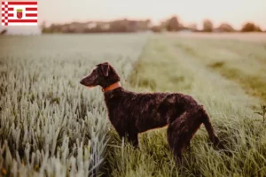 Read more about the article Deerhound tenyésztők és kiskutyák Brémában