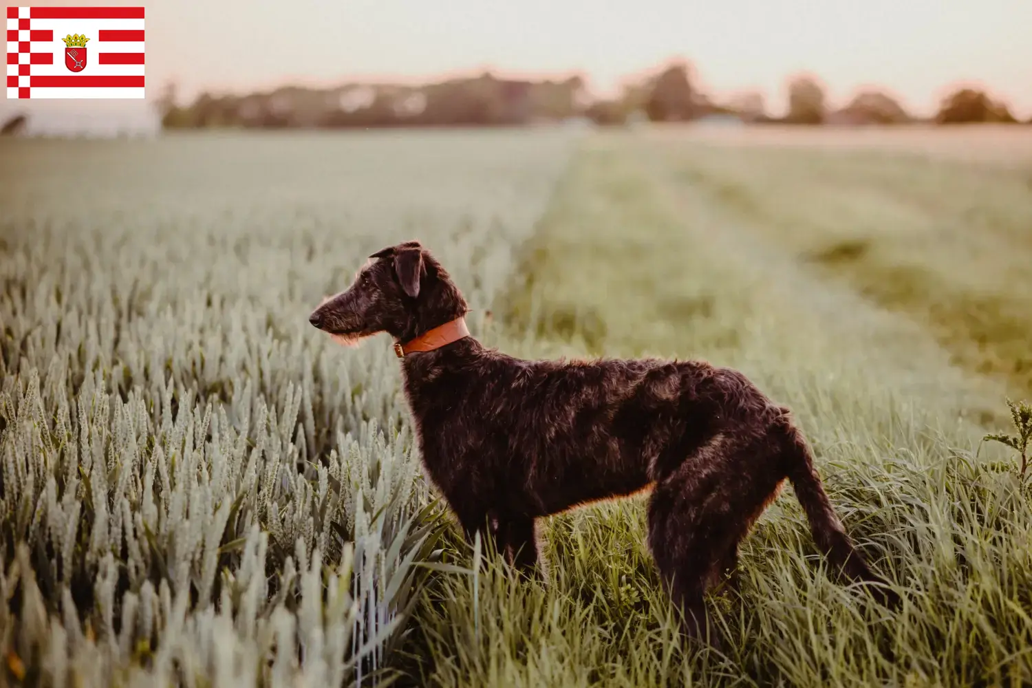Read more about the article Deerhound tenyésztők és kiskutyák Brémában