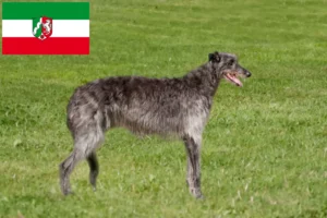 Read more about the article Deerhound tenyésztők és kiskutyák Észak-Rajna-Vesztfália területén