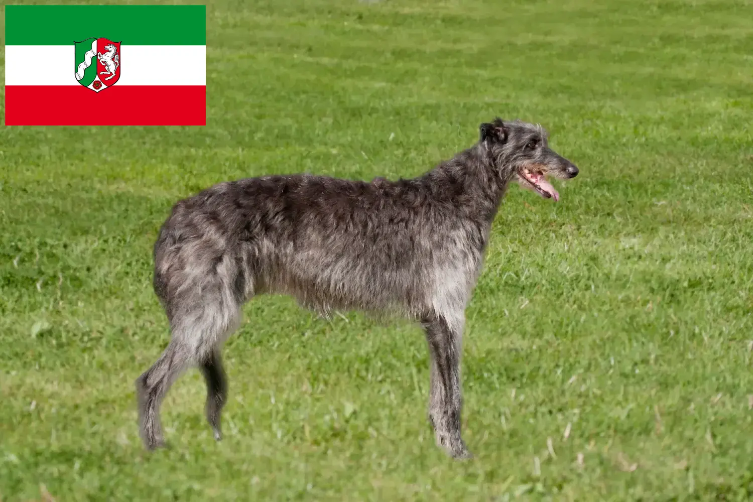 Read more about the article Deerhound tenyésztők és kiskutyák Észak-Rajna-Vesztfália területén