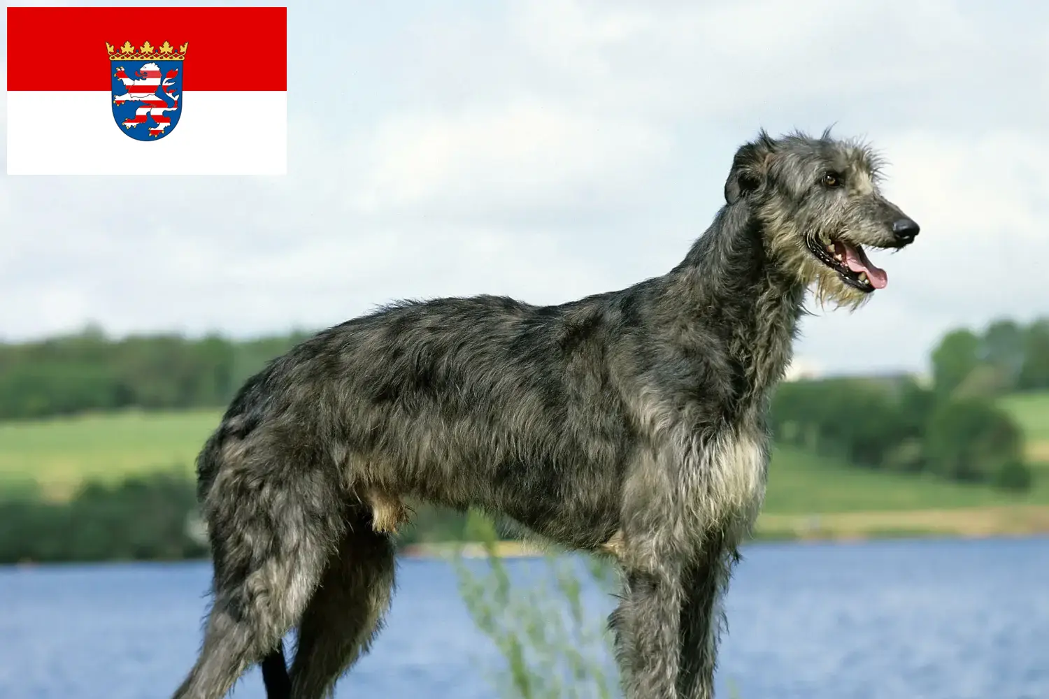 Read more about the article Ebtenyésztők és kiskutyák Hessenben