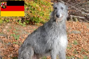 Read more about the article Deerhound tenyésztők és kiskutyák Rajna-vidék-Pfalzban