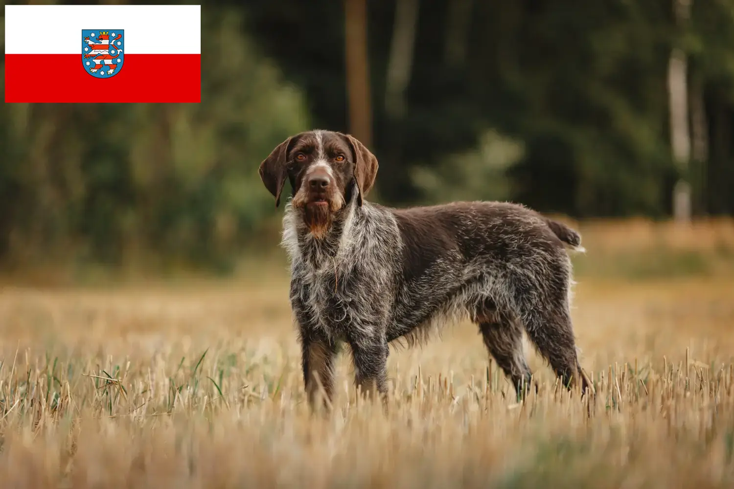 Read more about the article Deutsch Drahthaar tenyésztők és kölykök Türingiában