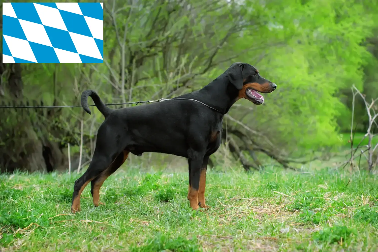 Read more about the article Dobermann tenyésztők és kölykök Bajorországban