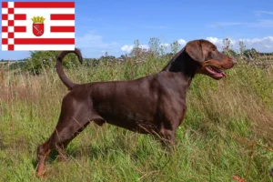 Read more about the article Dobermann tenyésztők és kölykök Brémában