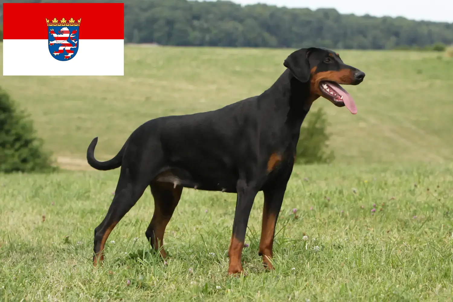 Dobermann kölyökkutyák és tenyésztők Hessen Itt megtalálja a hesseni dobermann tenyésztőket.
