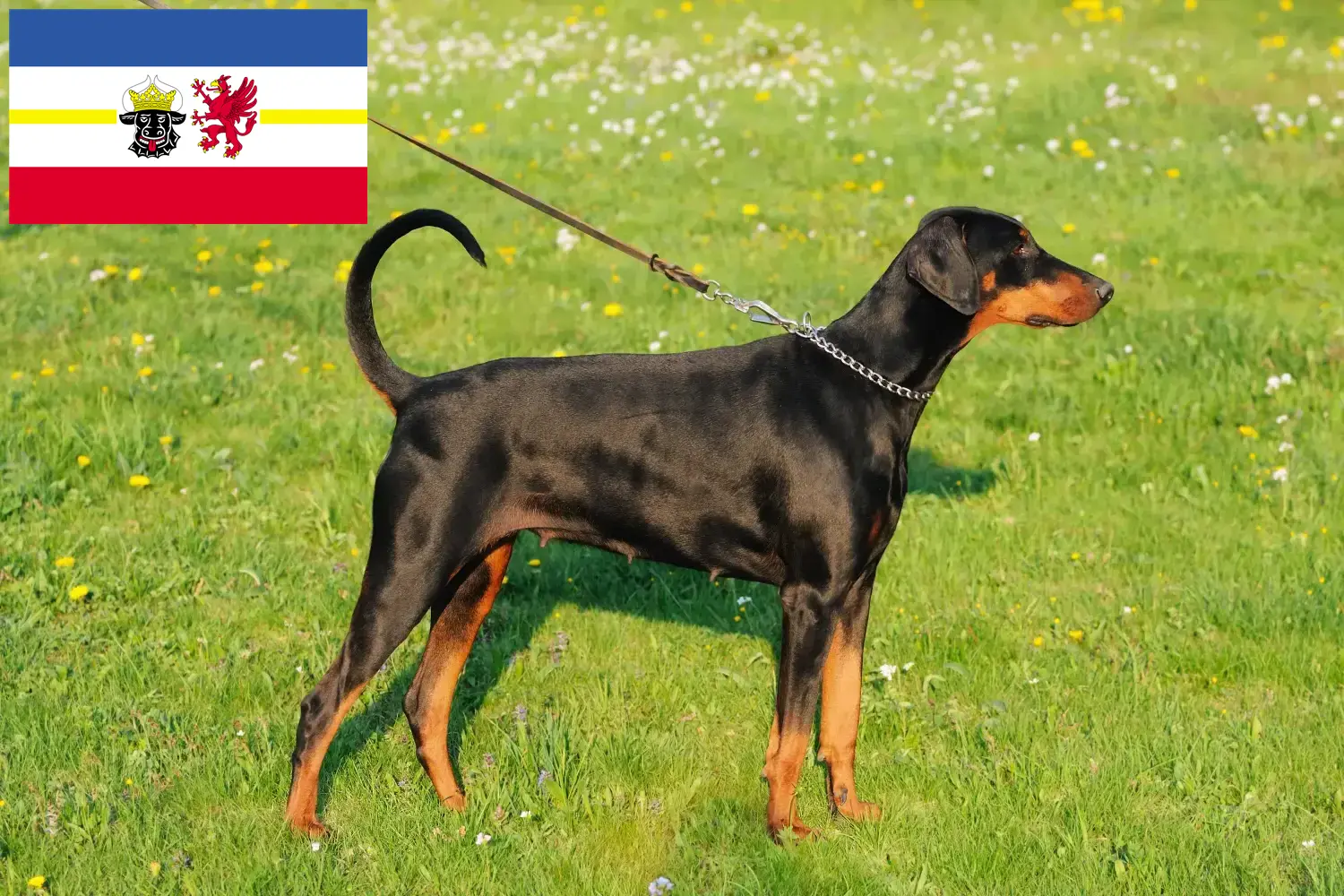 Read more about the article Dobermann tenyésztők és kölyökkutyák Mecklenburg-Vorpommernben