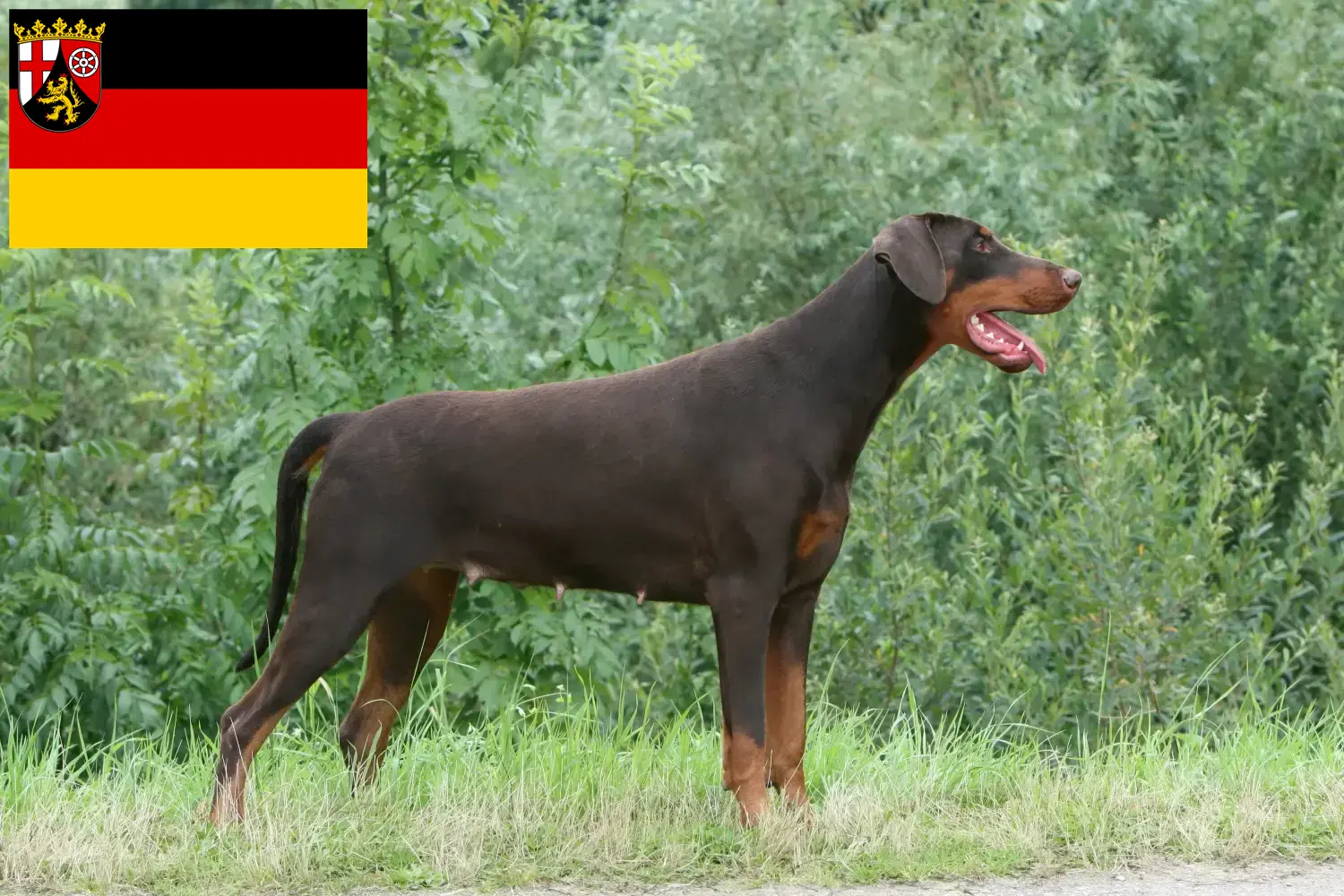 Dobermann kölyökkutyák és tenyésztők Rajna-vidék-Pfalz Itt találhat Dobermann tenyésztőket Rajna-vidék-Pfalzban.