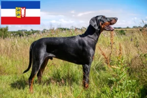 Read more about the article Dobermann tenyésztők és kölyökkutyák Schleswig-Holstein tartományban