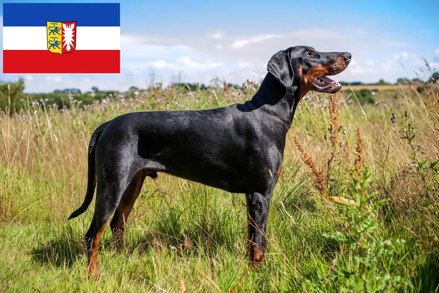 Read more about the article Dobermann tenyésztők és kölyökkutyák Schleswig-Holstein tartományban
