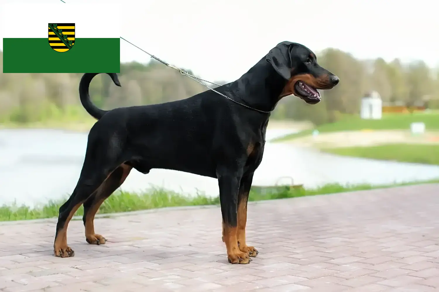 Read more about the article Dobermann tenyésztők és kölykök Szászországban