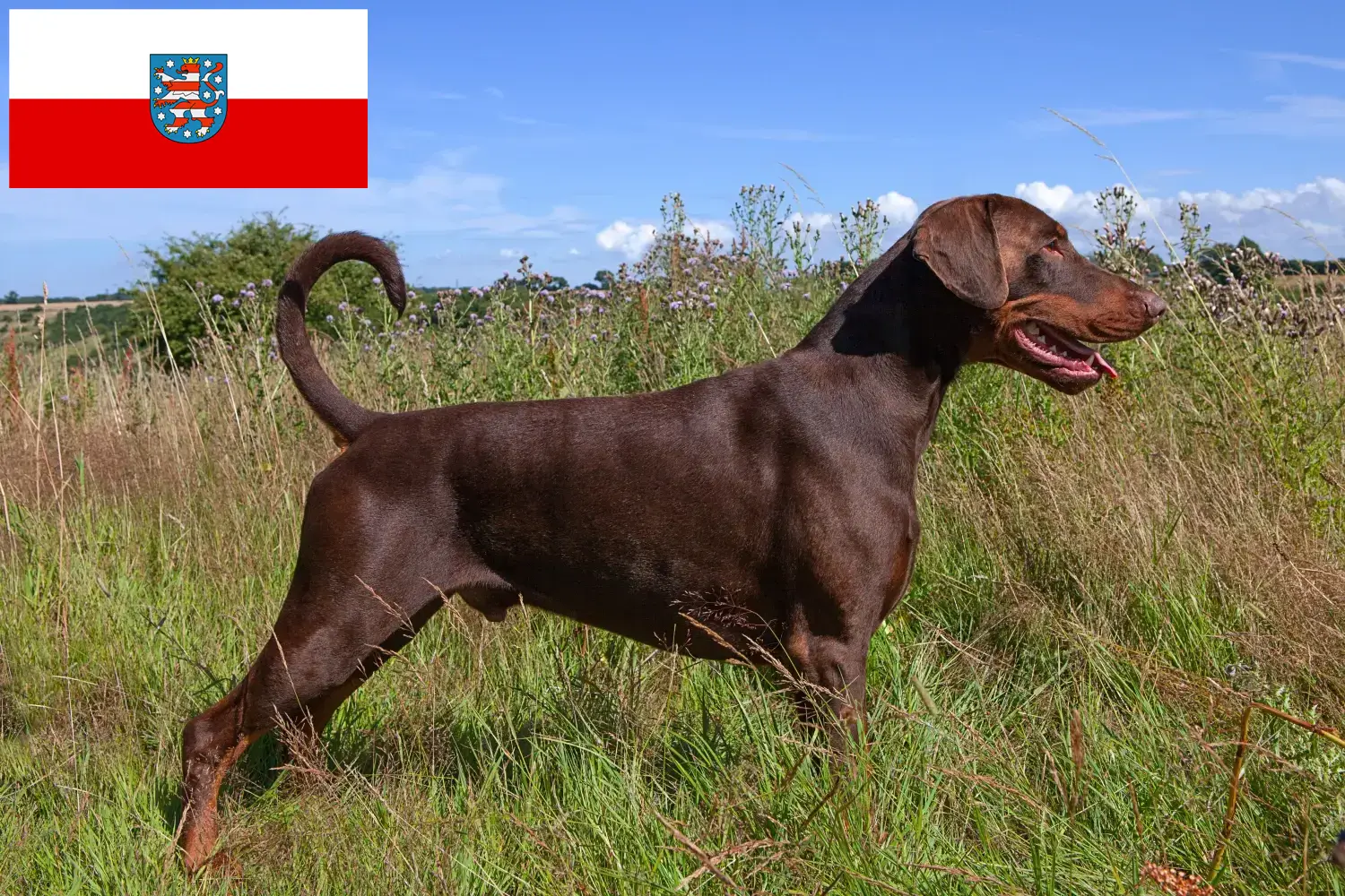 Read more about the article Dobermann tenyésztők és kölyökkutyák Türingiában