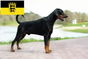Read more about the article Dobermann tenyésztők és kölykök Baden-Württembergben