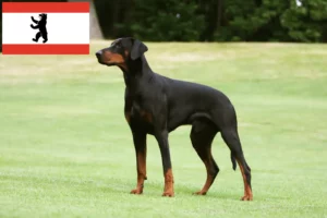 Read more about the article Dobermann tenyésztők és kölykök Berlinben