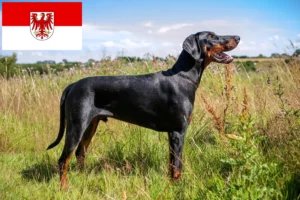 Read more about the article Dobermann tenyésztők és kölykök Brandenburgban