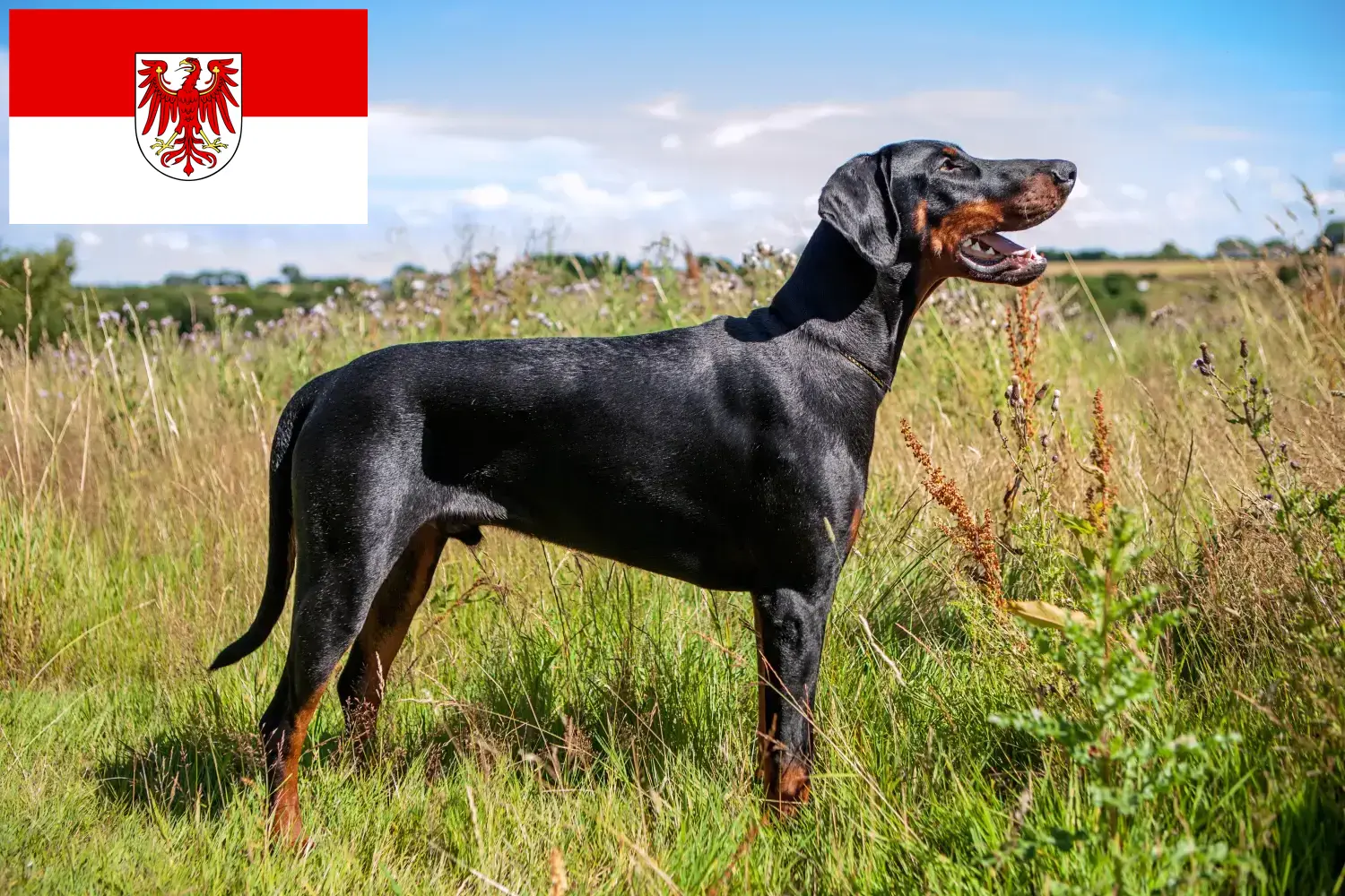 Read more about the article Dobermann tenyésztők és kölykök Brandenburgban