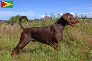 Read more about the article Dobermann tenyésztők és kölykök Guyana-ban