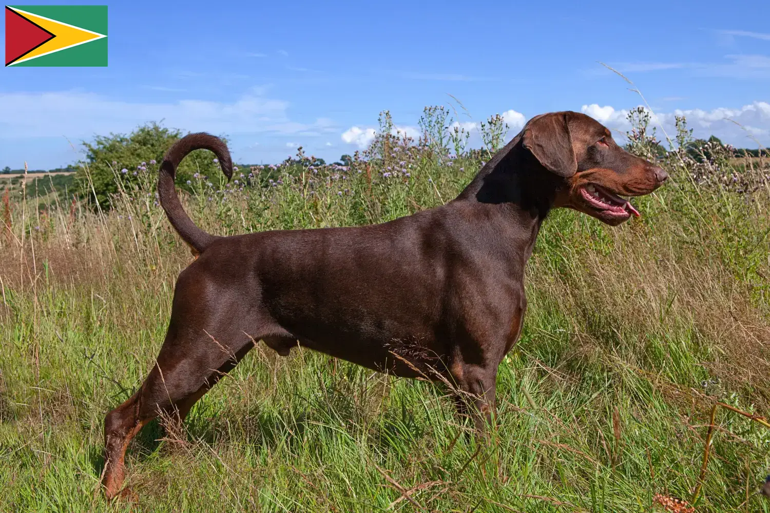 Read more about the article Dobermann tenyésztők és kölykök Guyana-ban