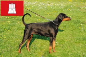 Read more about the article Dobermann tenyésztők és kölykök Hamburgban