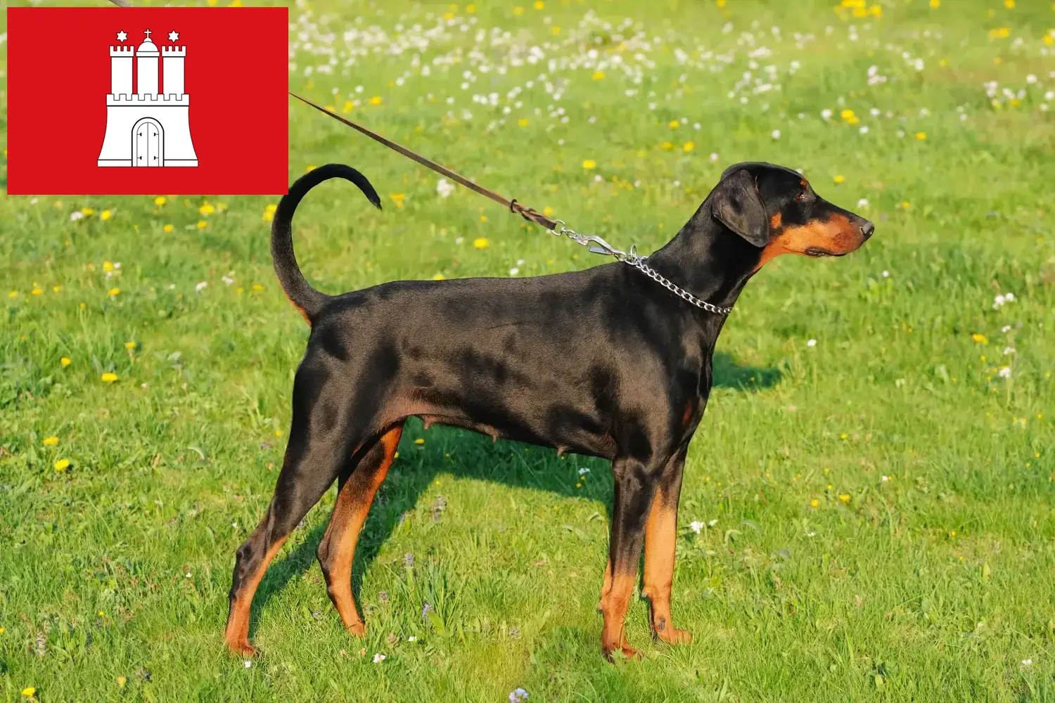 Read more about the article Dobermann tenyésztők és kölykök Hamburgban