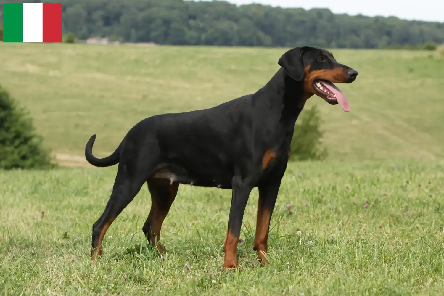 Dobermann kölyökkutyák és tenyésztők Olaszországban Olaszországi dobermann tenyésztőket itt talál.