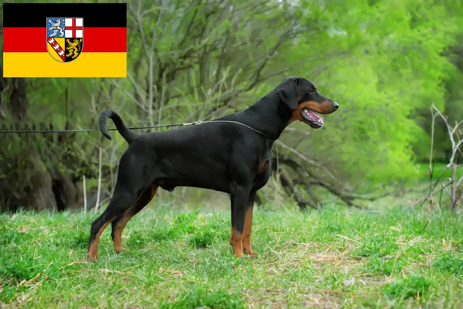 Dobermann kölyökkutyák és tenyésztők Saar-vidék Itt megtalálhatja a Saar-vidéki dobermann tenyésztőket.