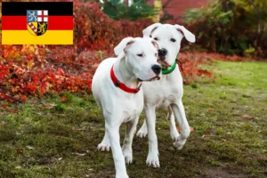 Read more about the article Dogo Argentino tenyésztők és kölykök Saarlandban
