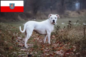 Read more about the article Dogo Argentino tenyésztők és kölykök Türingiában